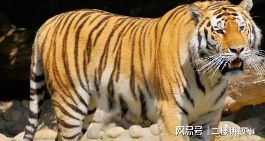 虎虎生威打一正确生肖、警惕虚假宣传-全面释义、实证解答解释落实